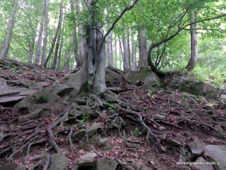 szlak czerwony na Lackową