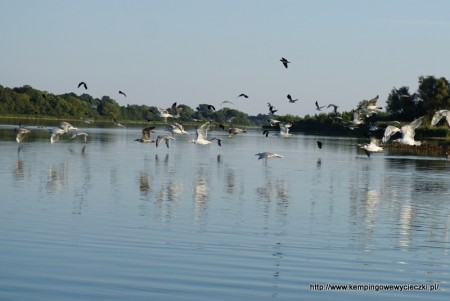 Nadgoplański Park Tysiąclecia