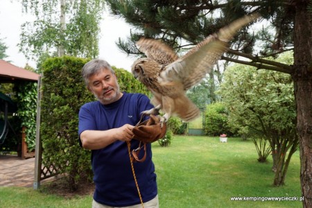 Bengal eagle owl