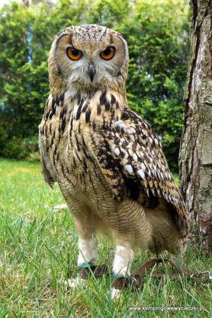 Bubo bengalensis